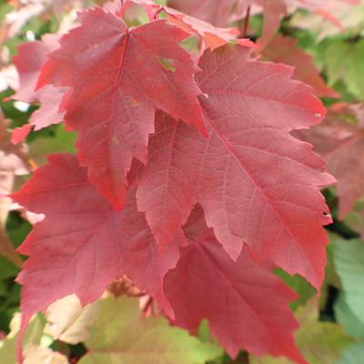 View full size image Red leaves of maple tree