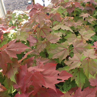 View full size image Red and Green leaves of maple tree