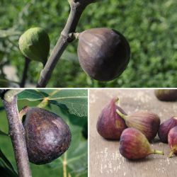 LSU Purple Fig Tree - Stark Bro's