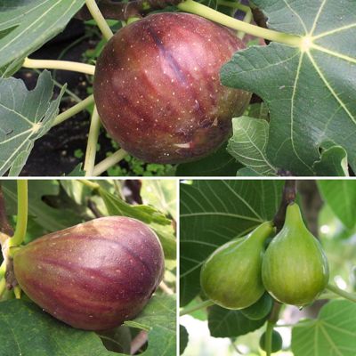 View full size image Collection of three different fig trees