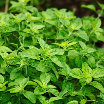 Oregano Plant