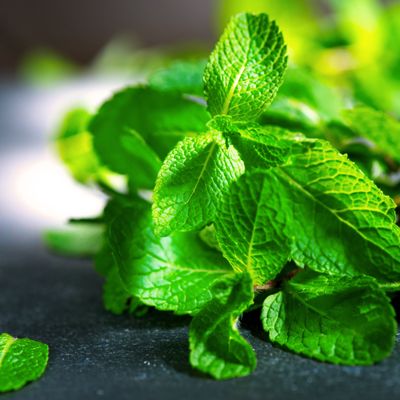 View full size image Mojito Mint plant
