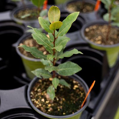 View full size image Potted Bay Laurel Plant