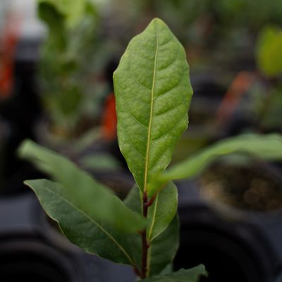 View full size image Photo of bay laurel leaves.
