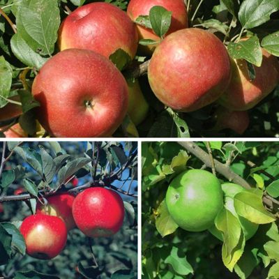 View full size image Three apple varieties