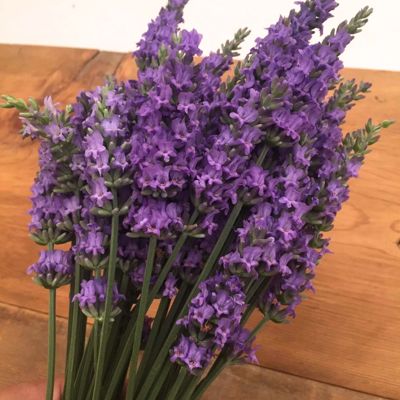 View full size image Purple lavender in a bundle