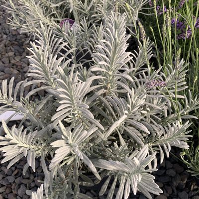 View full size image White plant of sensational lavender