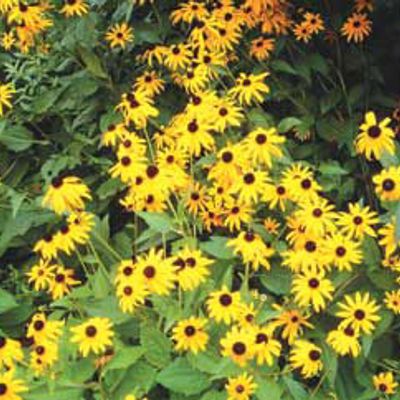 View full size image Photo of Goldsturm Black-Eyed Susan Plant