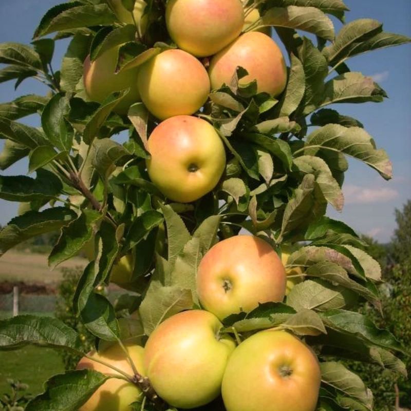 What is Golden Delicious ? Glossary