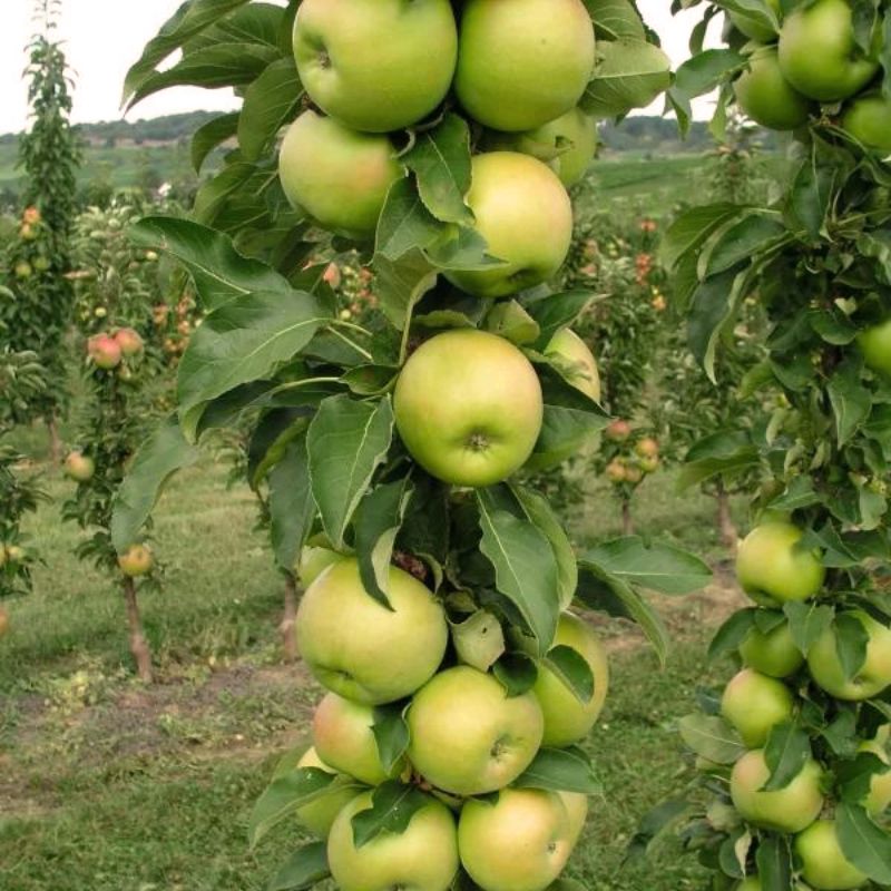 Grow Organic | Granny Smith Apple Tree