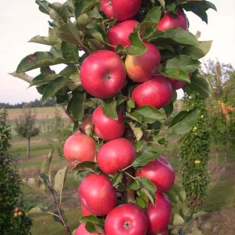 Dwarf Red Delicious Apple Tree