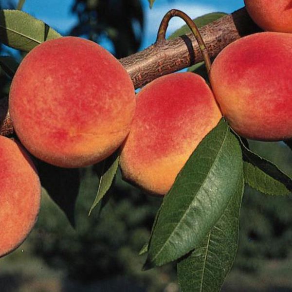 Photo of Redhaven peaches on tree.