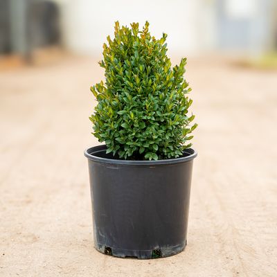 View full size image Boxwood plant in pot.