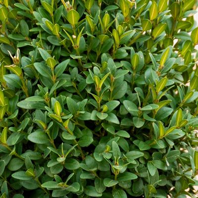View full size image Close up of boxwood leaves.