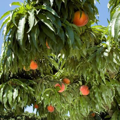 Peaches ripe on the tree.