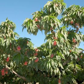 Ripe peaches on the tree.