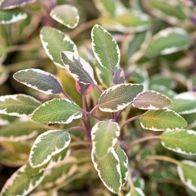View full size image sage in tricolor