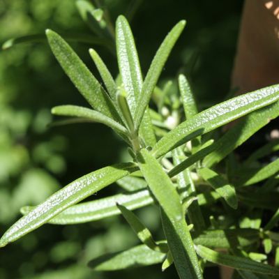 View full size image close up of french tarragon plant