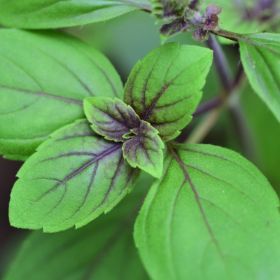 Close up of african blue basil leaves