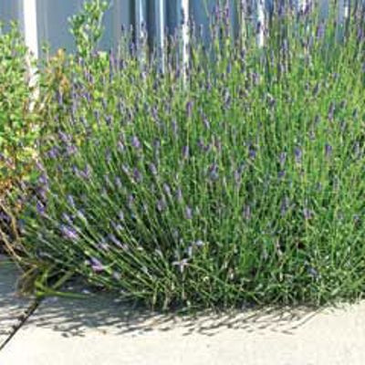 View full size image Photo of Munstead Certified Organic Lavender