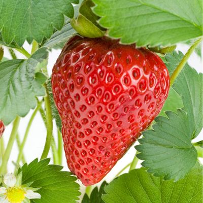 View full size image Red strawberry on plant