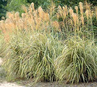 Japanese Silver Grass - Stark Bro’s