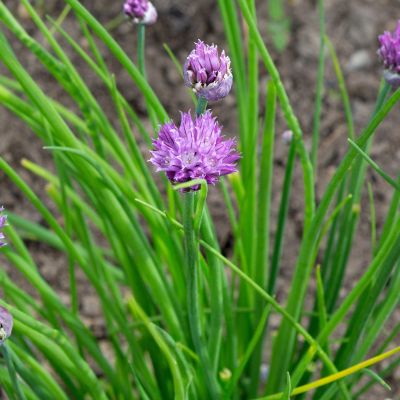 Onion Chives in Bloom