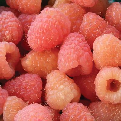 View full size image Harvested raspberries with pink and golden color.