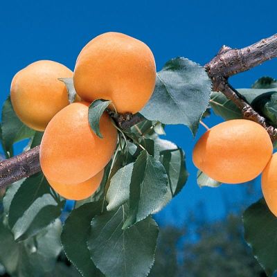 Apricots ripe on the tree.