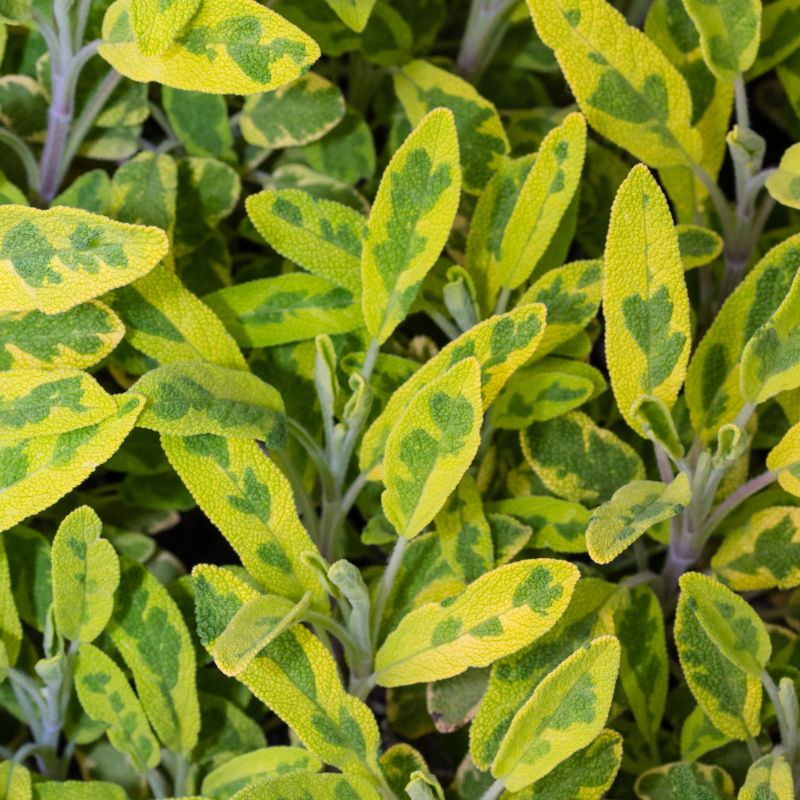 Golden Variegated Sage Stark Bro’s