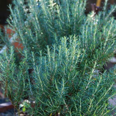 View full size image Tuscan Blue Rosemary Plant