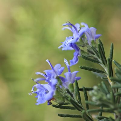 View full size image Tuscan Blue Rosemary Plant in bloom