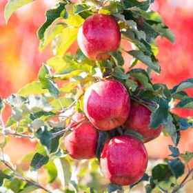 Ripe apples on the tree.