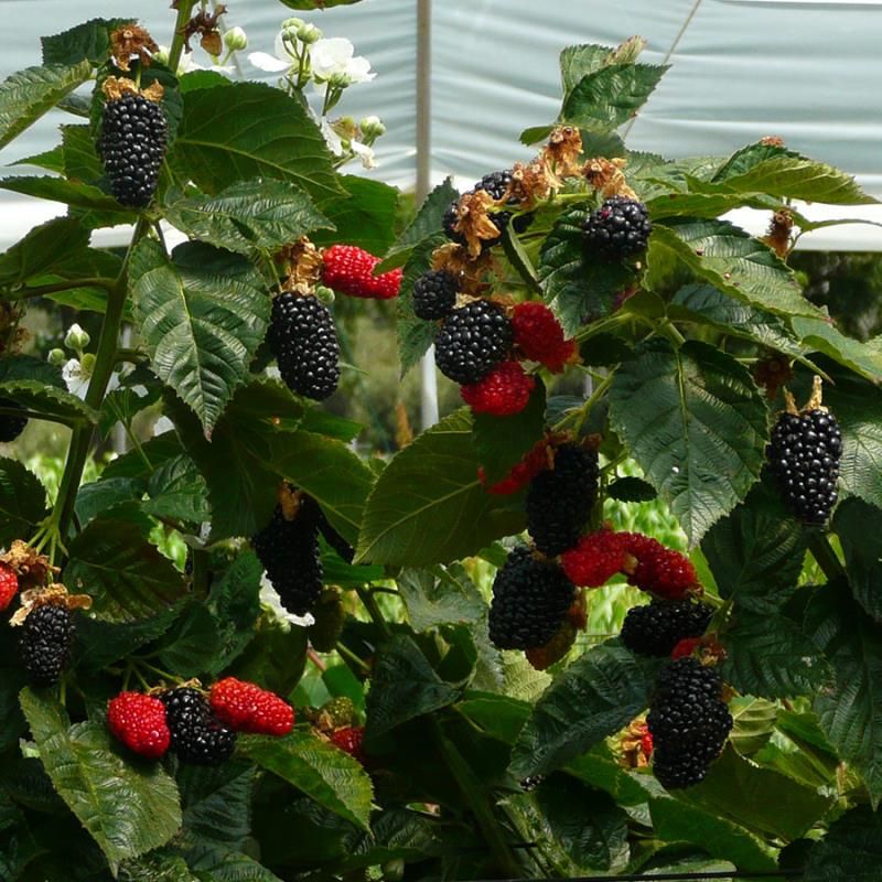 What's a Bramble? Plus, the Best Ones to Grow in Your Backyard