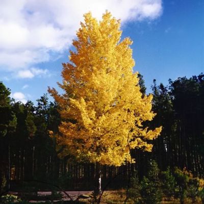 View full size image Fully grown aspen tree with golden fall leaves.