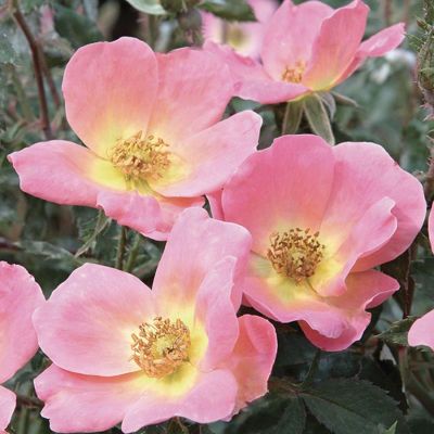 View full size image Fully bloomed roses.