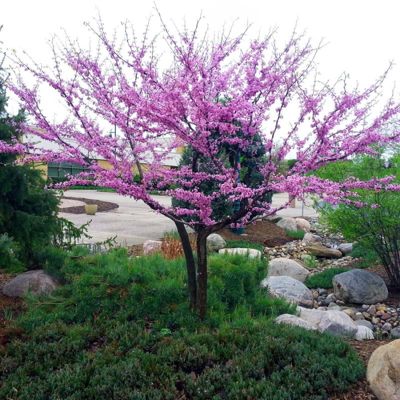 View full size image Redbud tree bloomed in a landscape setting.
