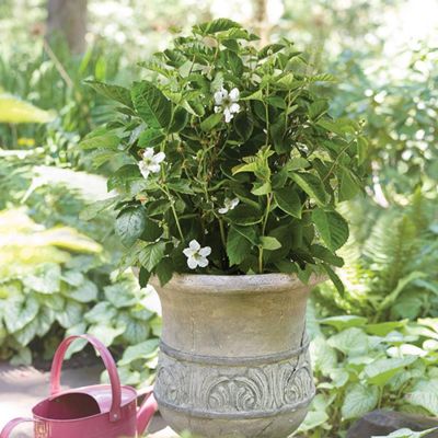 View full size image Flowering blackberry plant in decorative pot.