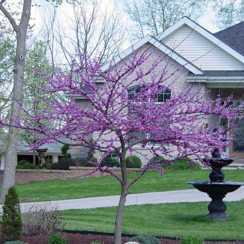 Forest Pansy Redbud Tree - Stark Bro’s