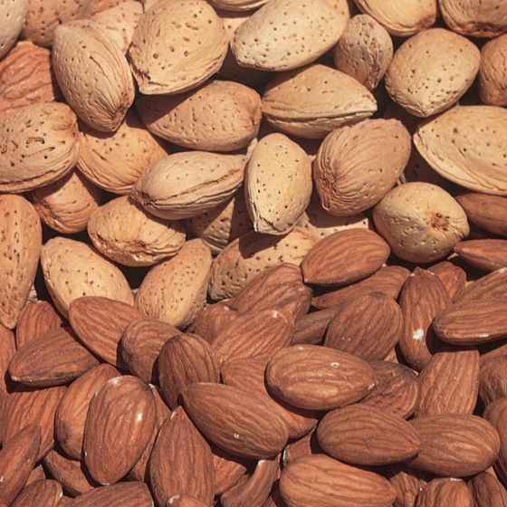 A pile of ripe almonds in and out of shell.