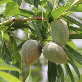 Close up of almonds growing on the tree.
