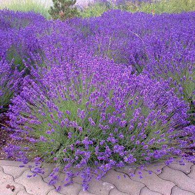 View full size image Lavender plant in full bloom.