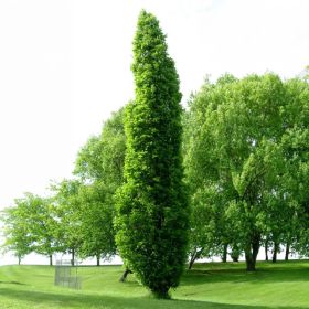 Fully grown hybrid oak tree, landscape image.