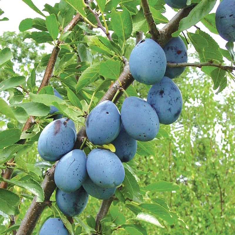 Moorpark Apricot Tree - Stark Bro's