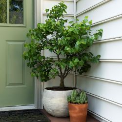 Cercis Tree in Pot on Porch