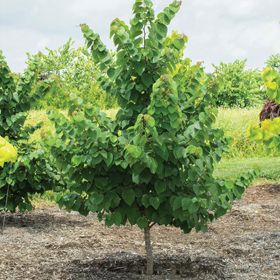 Cercis tree planted in ground