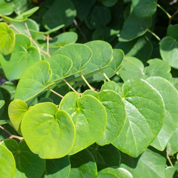 Cercis Leaves