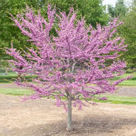 Cercis tree in bloom