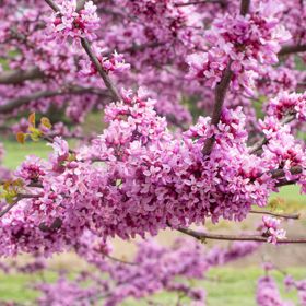 Close up of cercis blooms