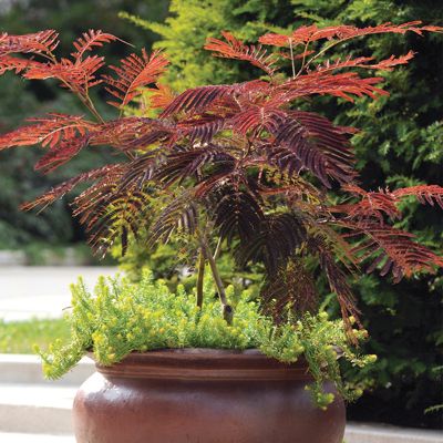 View full size image Chocolate Mimosa Potted